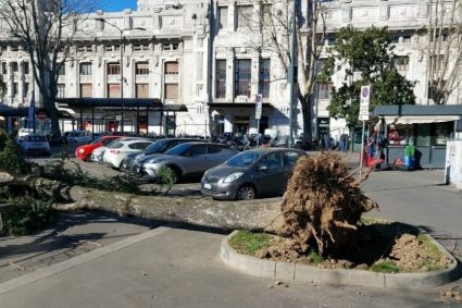 caduta_alberi